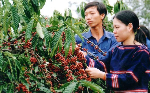 Phát triển vùng cà phê bền vững ở Đắk Lắk - ảnh 1